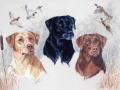 3-canine-labs-julie-woods