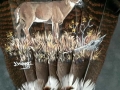 Turkey Feather Painting - Deer