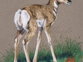 Antelope