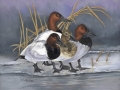 CanvasbackDucks