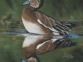 Widgeon