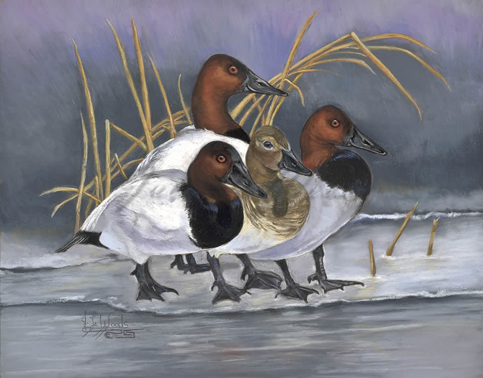Canvasback Ducks prints